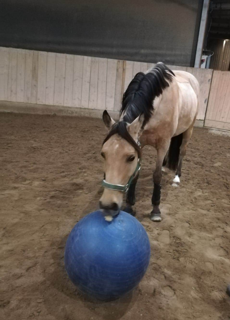 Chupete mit Ball