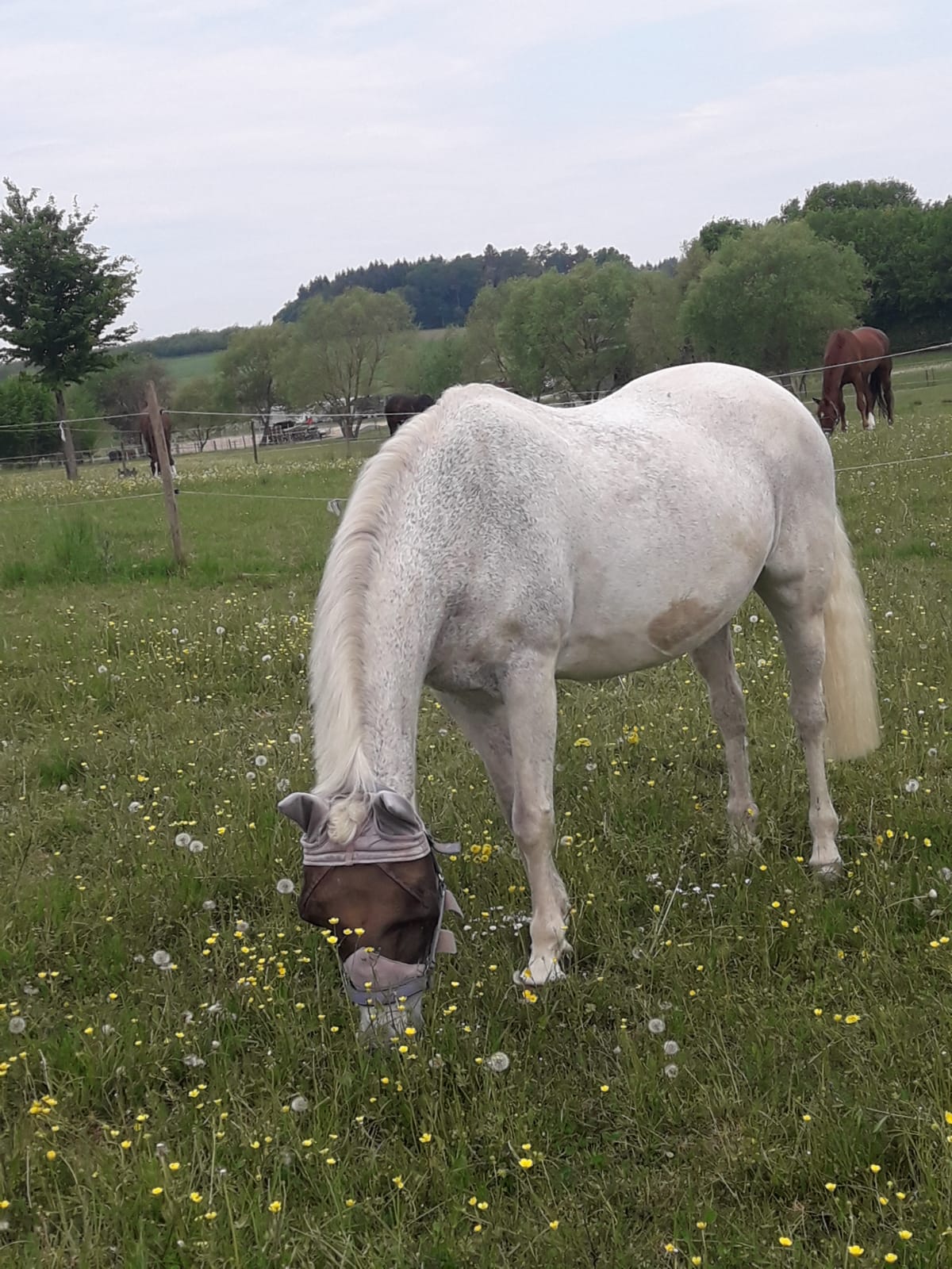 Flöckchen Weide